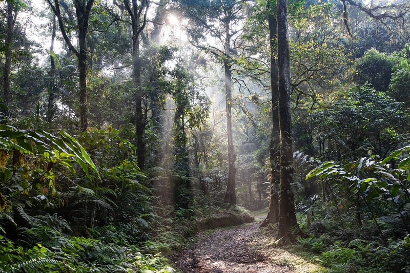Jungle Expedition